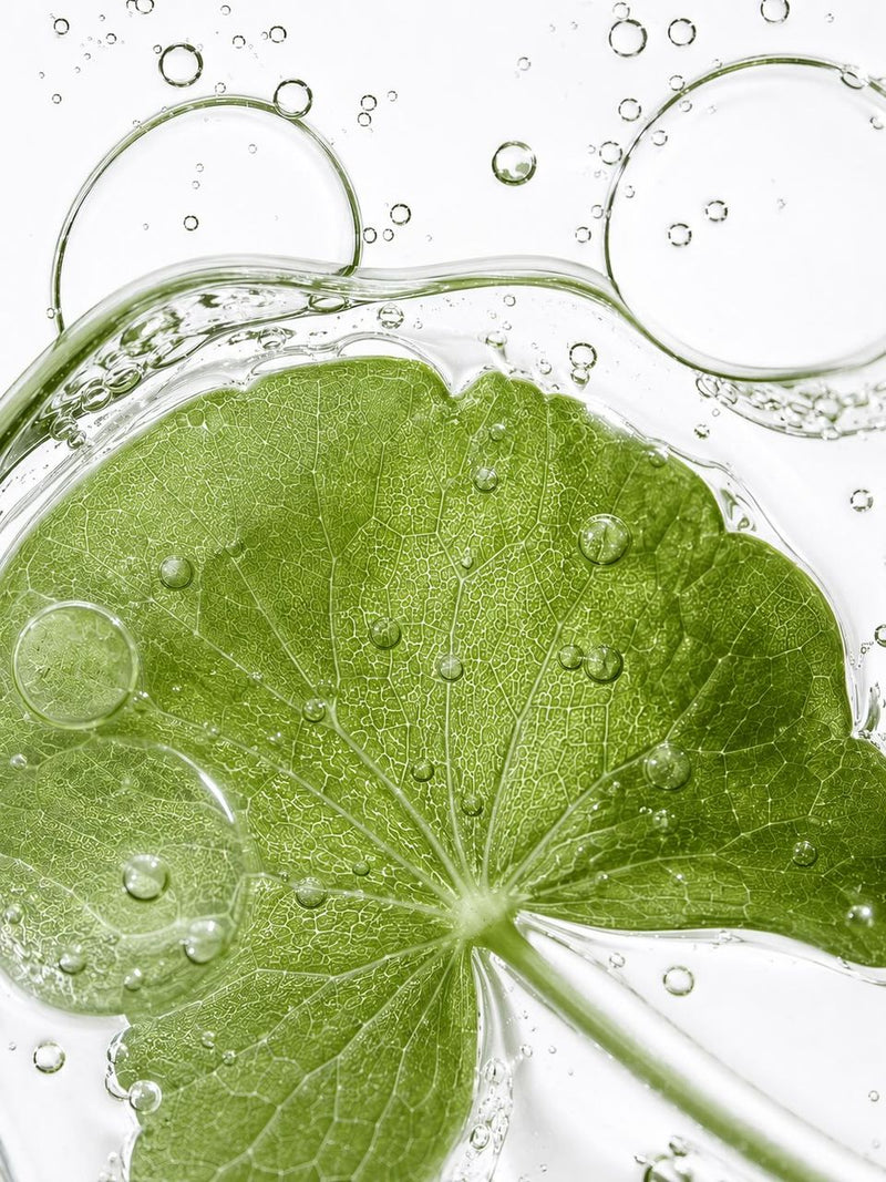 Centella Asiatica